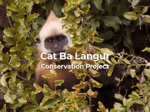 Cat Ba Langur Conservation Projekt