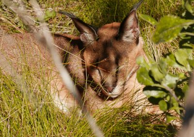 Tenikwa wildlife rehabilitation sanctuary caracal