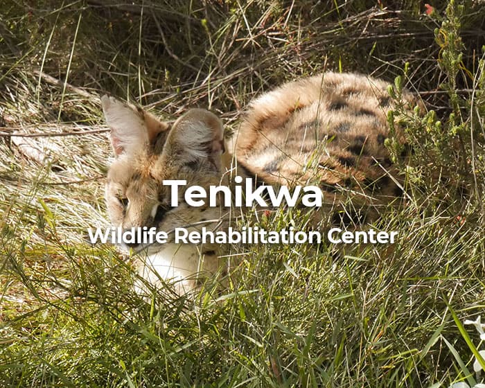 Tenikwa Wildlife Rehabilitation Centre