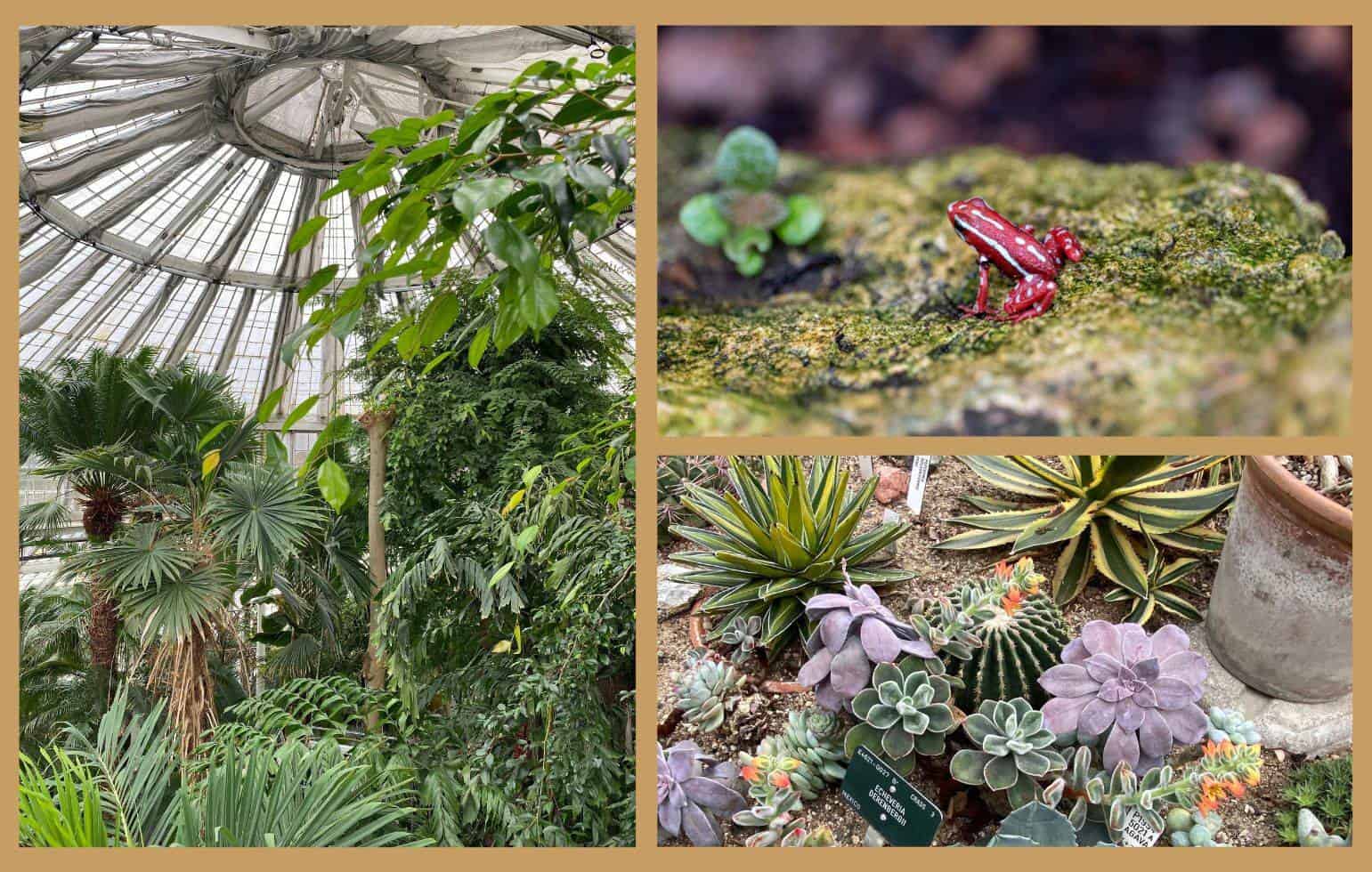 Botanischer Garten Botanischer Garten, kleiner roten Frosch